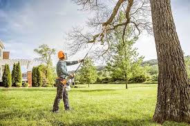 How Our Tree Care Process Works  in Spring Park, MN